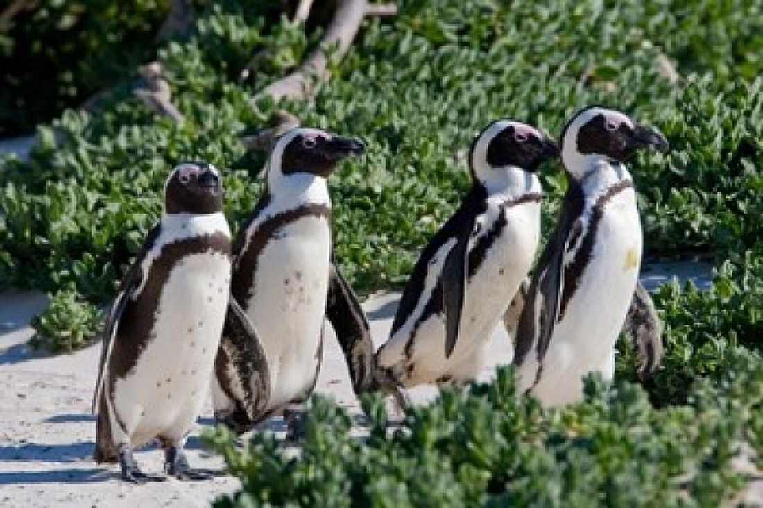 Group of African Penguins Cape Town South Africa Canvas Art - Ralph H Bendjebar DanitaDelimont (34 x 23)