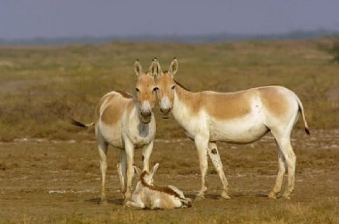 Group of Asiatic Wild Ass Gujarat INDIA Canvas Art - Pete Oxford DanitaDelimont (29 x 19)