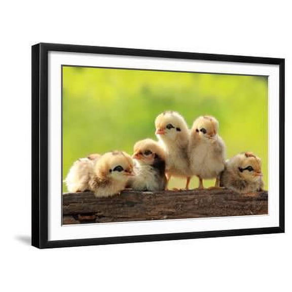 Group of Babies Chickens on Nature Background, Framed Art Print Wall Art by PCHT Sold by Art.Com