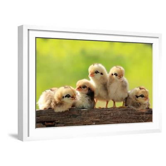 Group of Babies Chickens on Nature Background, Framed Art Print Wall Art by PCHT Sold by Art.Com