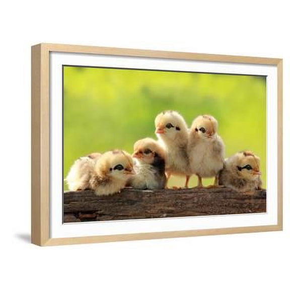 Group of Babies Chickens on Nature Background, Framed Art Print Wall Art by PCHT Sold by Art.Com
