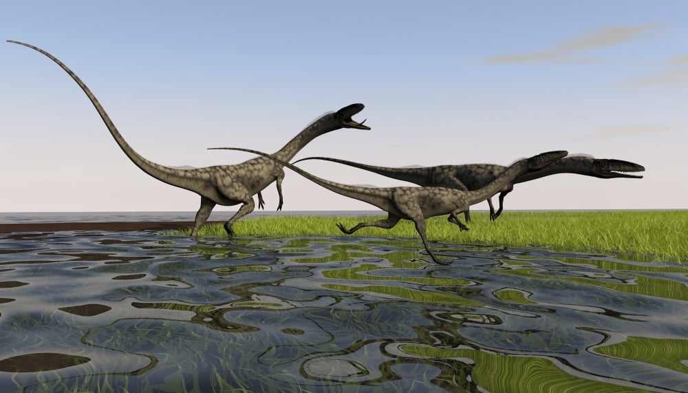 Group of Coelophysis dinosaurs running through swampy water Canvas Art - Kostyantyn IvanyshenStocktrek Images (38 x 22)