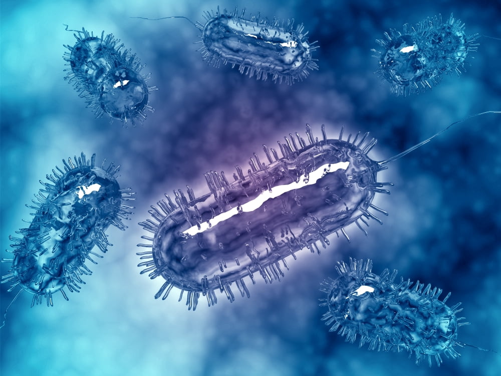 Group of Escherichia coli bacteria cells known as E Coli Canvas Art - Stocktrek Images (17 x 13)