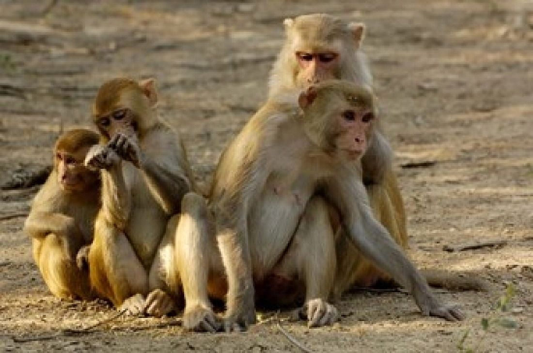 Group of Rhesus Macaques Bharatpur NP Rajasthan INDIA Canvas Art - Pete Oxford DanitaDelimont (36 x 24)