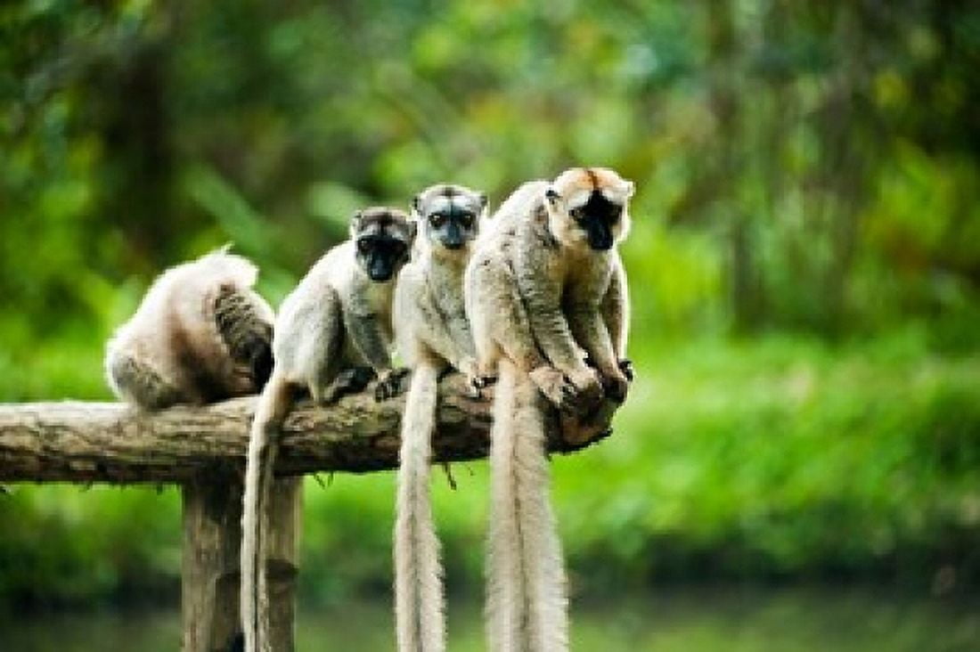 Group of Verreauxs sifaka Ile Aux Lemuriens Andasibe Madagascar Canvas Art - Anthony Asael DanitaDelimont (29 x 19)