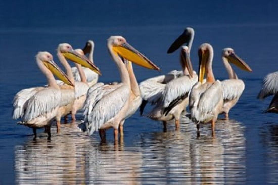 Group of White Pelican birds in the water Lake Nakuru Kenya Canvas Art - Adam Jones DanitaDelimont (24 x 15)