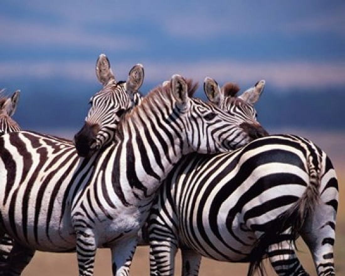Group of Zebras Masai Mara Kenya Canvas Art - Dee Ann Pederson DanitaDelimont (34 x 27)