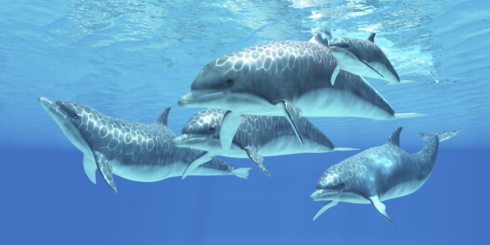 Group of bottlenose dolphins foraging the ocean Canvas Art - Corey FordStocktrek Images (40 x 20)