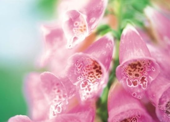 Group of flower head Canvas Art - Panoramic Images (36 x 26)