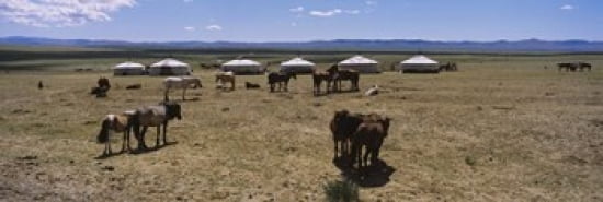 Group of horses and yurts in a field Independent Mongolia Canvas Art - Panoramic Images (36 x 12)