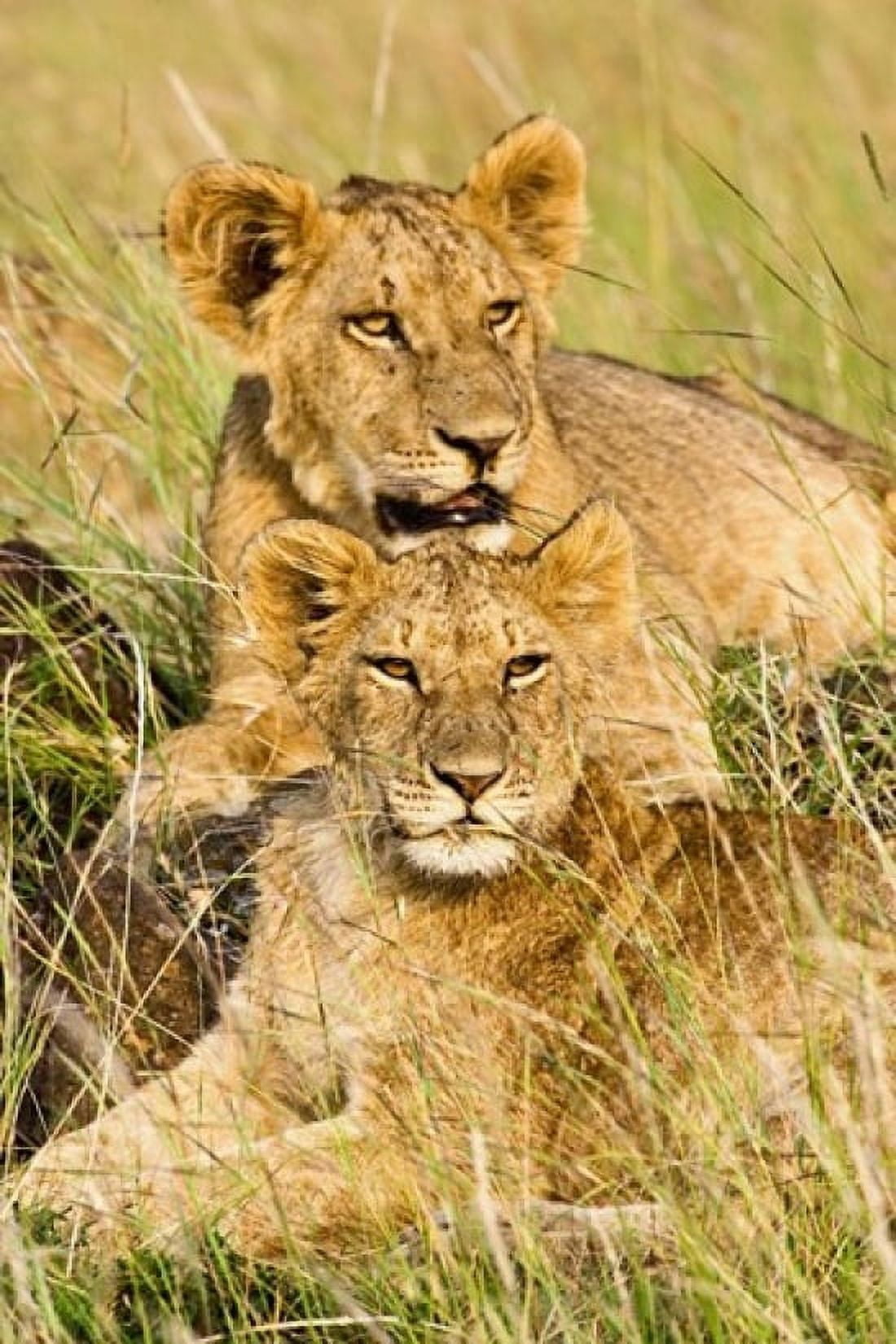 Group of lion cubs Panthera leo Masai Mara Kenya Canvas Art - Adam Jones DanitaDelimont (12 x 17)