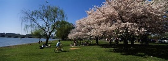 Group of people in a garden Cherry Blossom Washington DC USA Canvas Art - Panoramic Images (36 x 13)