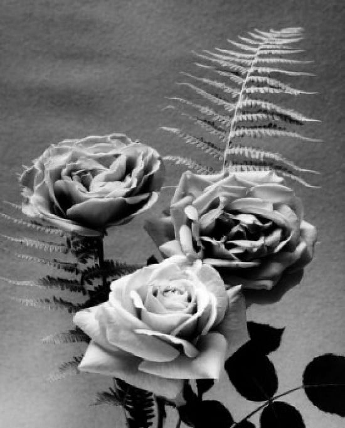 Group of roses Canvas Art - (24 x 36)