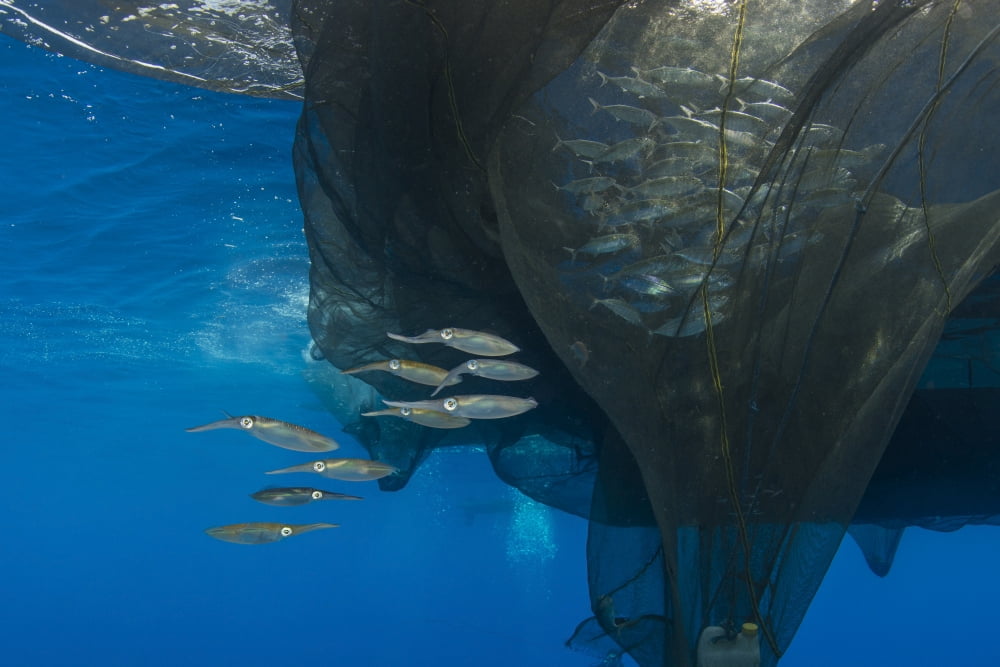 Group of squids in formation near fishing net Canvas Art - Mathieu MeurStocktrek Images (17 x 12)