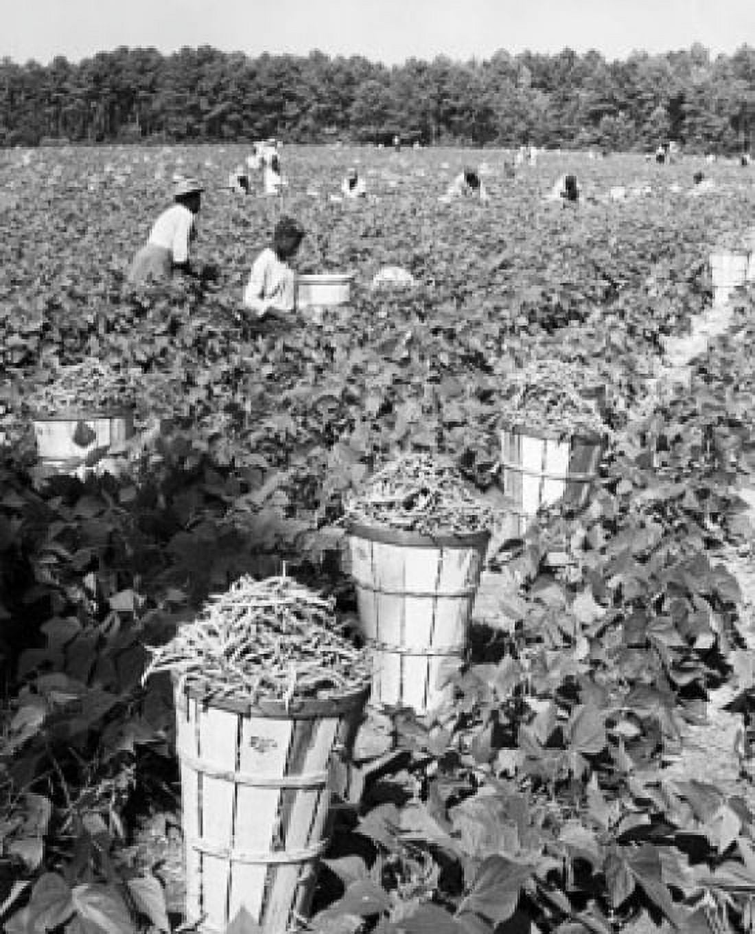 Group of workers harvesting beans in a field Canvas Art - (18 x 24)