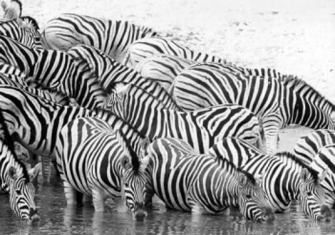 Group of zebras drinking water Canvas Art - (18 x 24)
