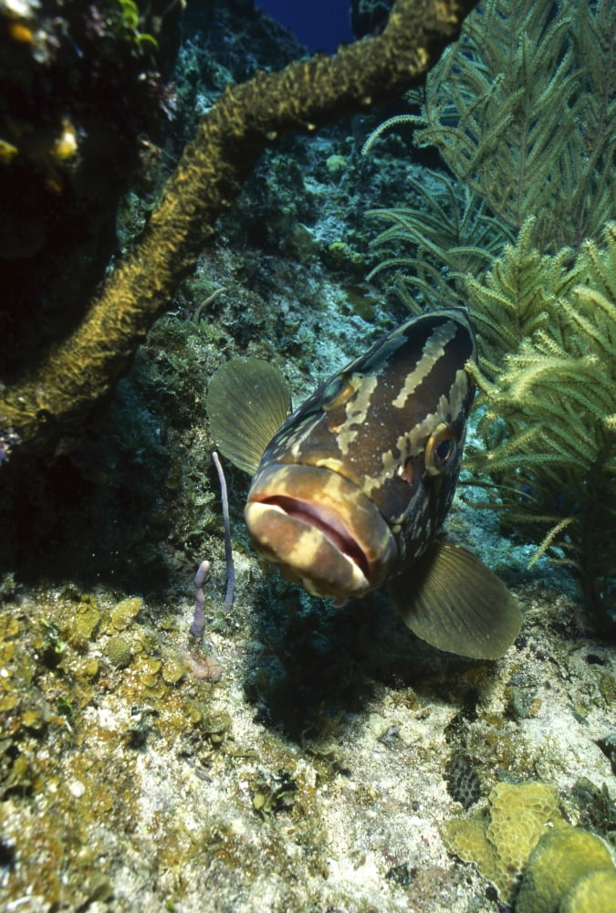 Grouper Cayman Brac Cayman Islands Canvas Art - Beverly FactorStocktrek Images (23 x 34)