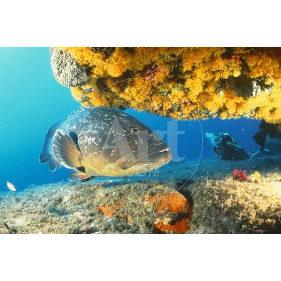 Grouper by Coral with Scuba Diver, Animals Figurative Unframed Photographic Print Wall Art Sold by ArtCom