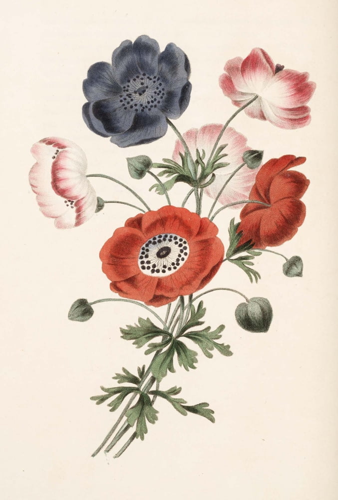 Groups of Flowers 1817 Anemone Canvas Art - George Brookshaw (18 x 24)