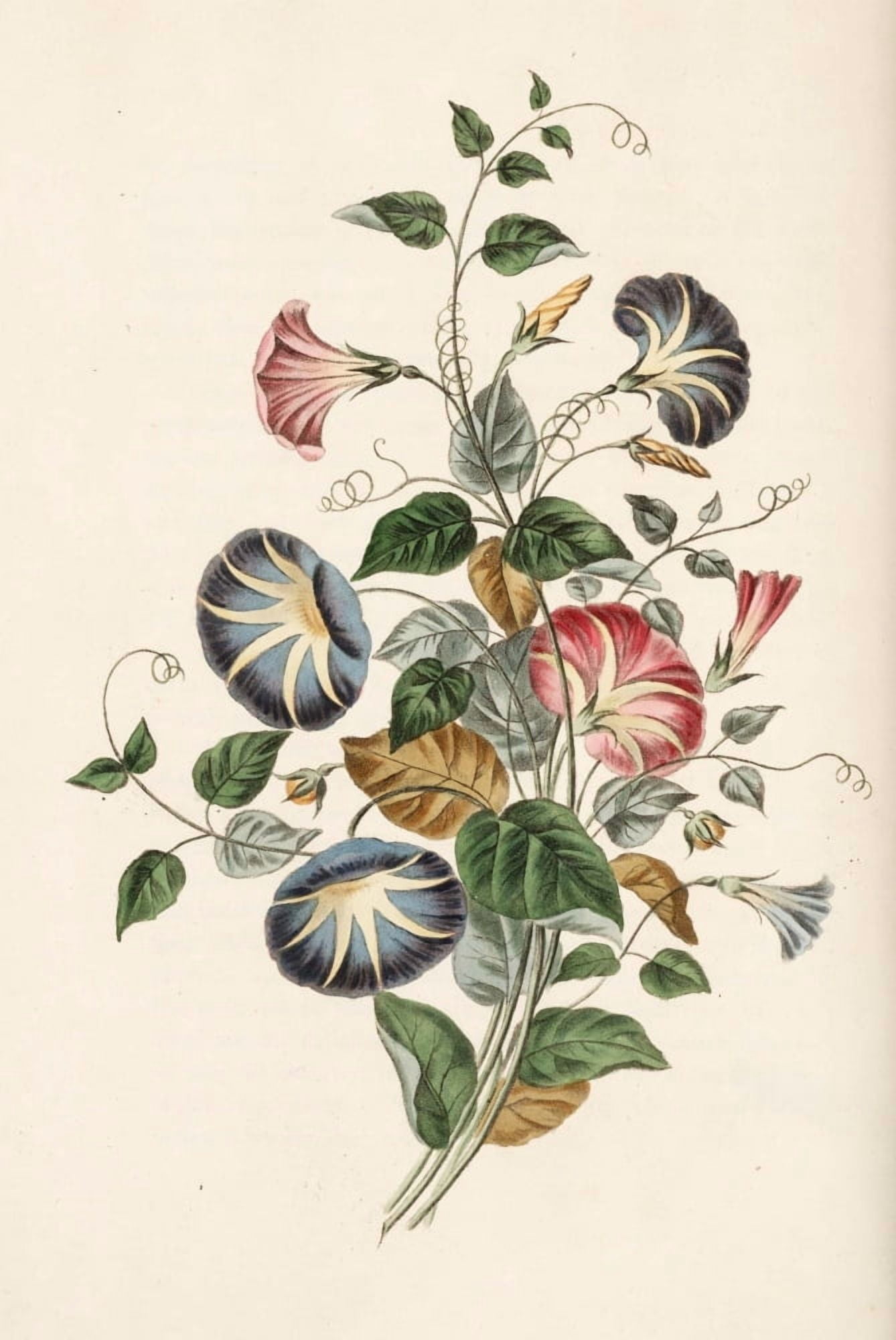 Groups of Flowers 1817 Convolvulus Canvas Art - George Brookshaw (18 x 24)