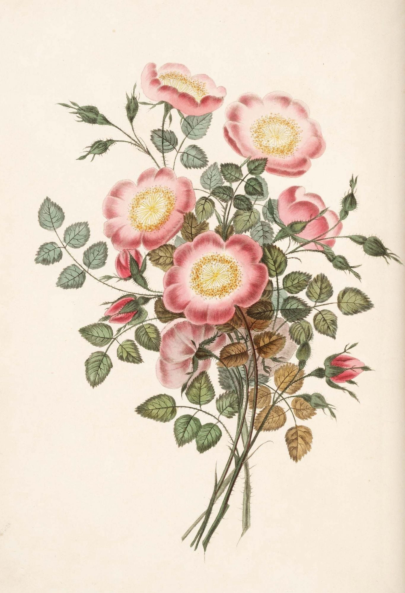 Groups of Flowers 1817 Dog Rose Canvas Art - George Brookshaw (24 x 36)