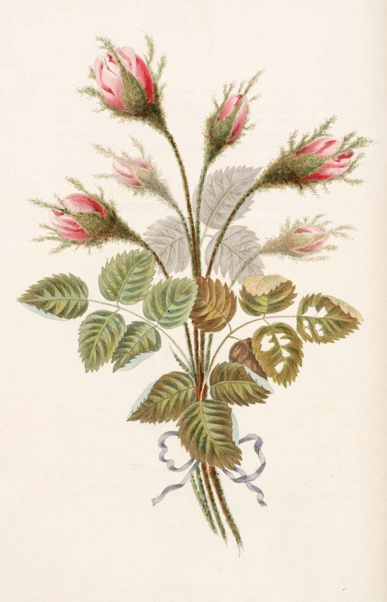 Groups of Flowers 1817 Moss Rose Canvas Art - George Brookshaw (24 x 36)