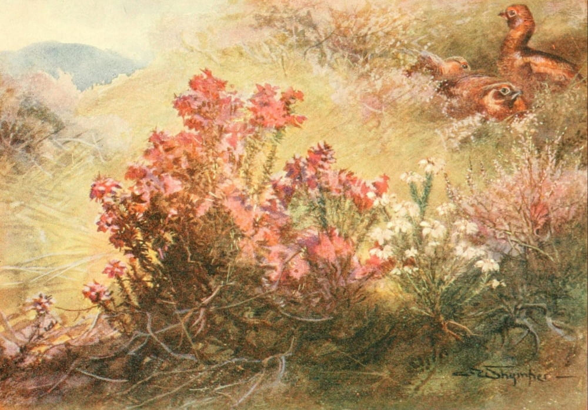 Grouse & Grouse Moors 1910 Bell heather & white heather Canvas Art - Charles Whymper (24 x 36)