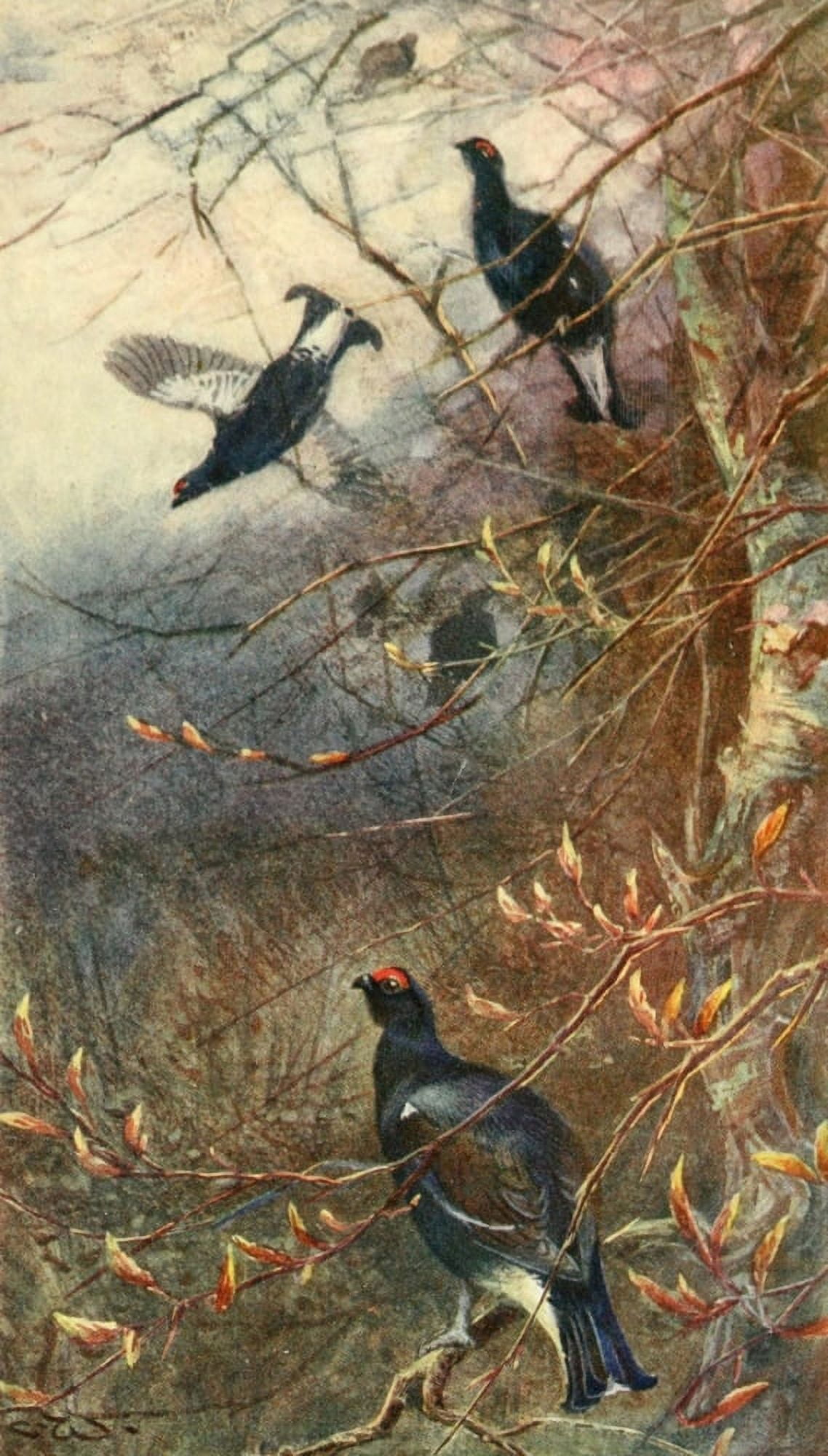 Grouse & Grouse Moors 1910 Blackcock feeding on the buds Canvas Art - Charles Whymper (24 x 36)
