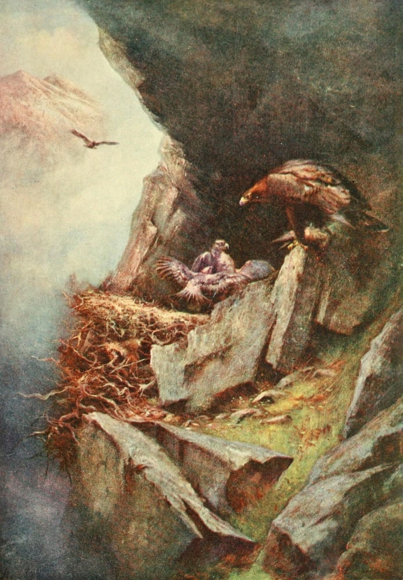 Grouse & Grouse Moors 1910 Eagles nest Canvas Art - Charles Whymper (18 x 24)
