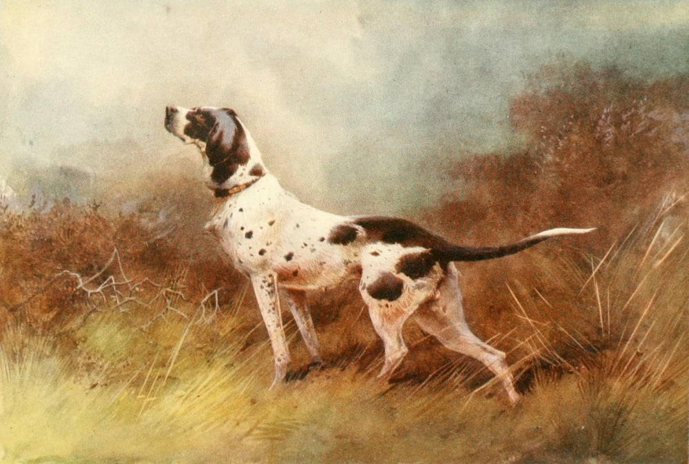 Grouse & Grouse Moors 1910 Getting the wind Canvas Art - Charles Whymper (24 x 36)