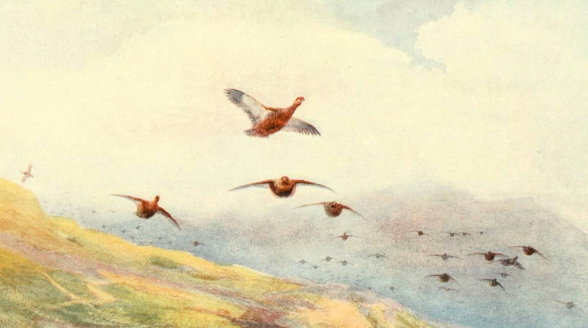 Grouse & Grouse Moors 1910 Grouse on the wing Canvas Art - Charles Whymper (18 x 24)