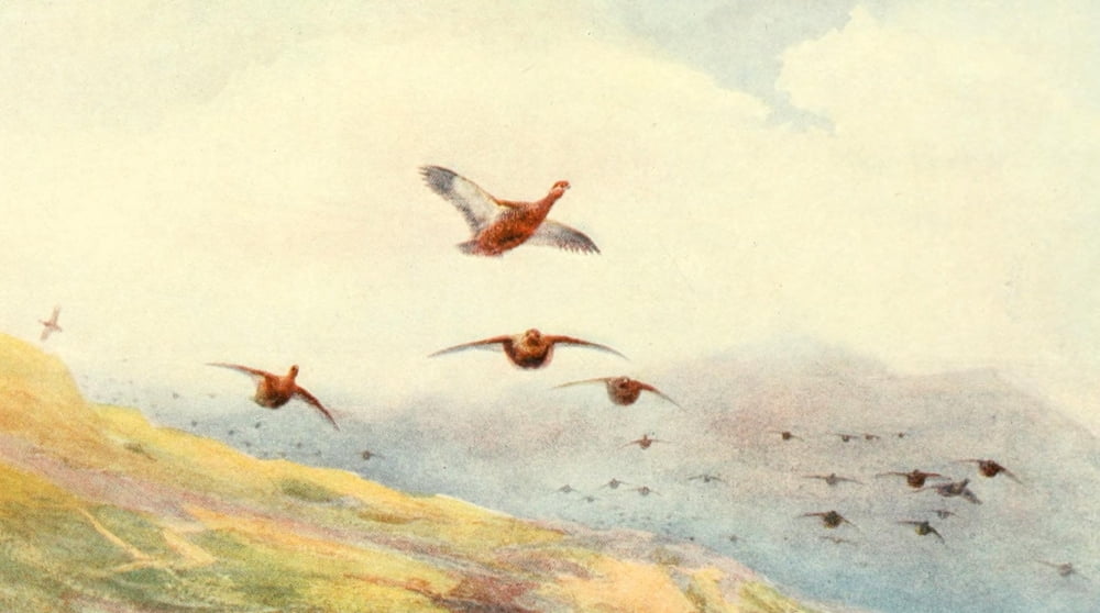 Grouse & Grouse Moors 1910 Grouse on the wing Canvas Art - Charles Whymper (24 x 36)