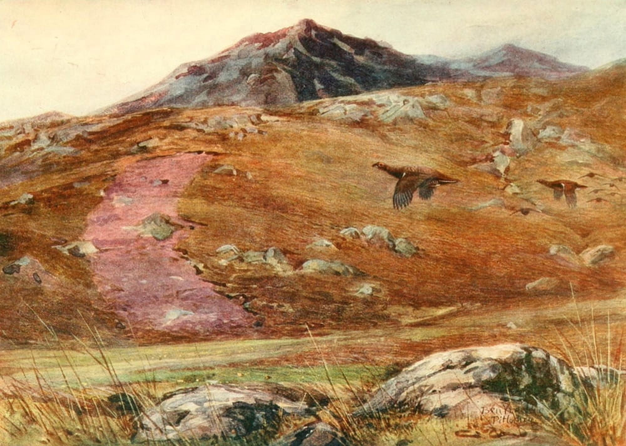 Grouse & Grouse Moors 1910 Heather burning in long strips Canvas Art - Charles Whymper (18 x 24)