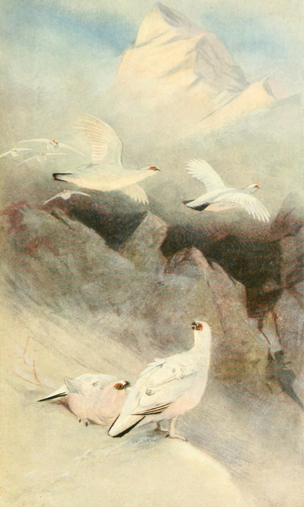 Grouse & Grouse Moors 1910 Ptarmigan in mid-winter Canvas Art - Charles Whymper (18 x 24)
