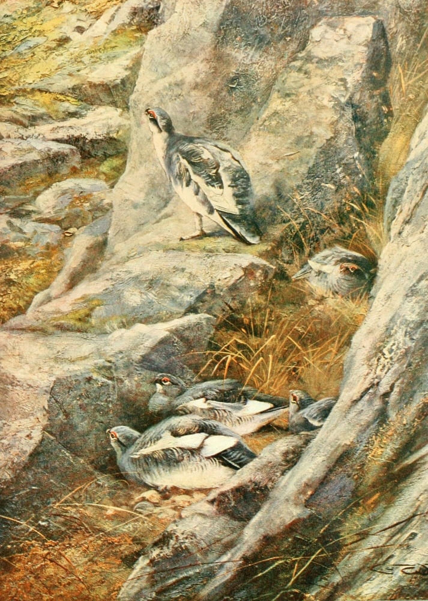 Grouse & Grouse Moors 1910 Ptarmigan on Schiehallion Canvas Art - Charles Whymper (24 x 36)