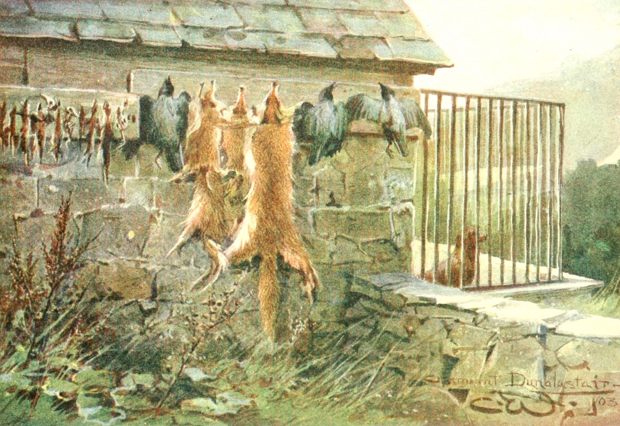 Grouse & Grouse Moors 1910 Scotch black-list Canvas Art - Charles Whymper (24 x 36)