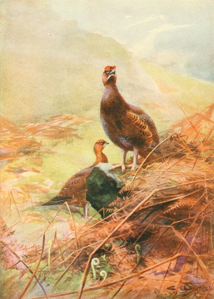 Grouse & Grouse Moors 1910 Springtime on the Moors Canvas Art - Charles Whymper (18 x 24)