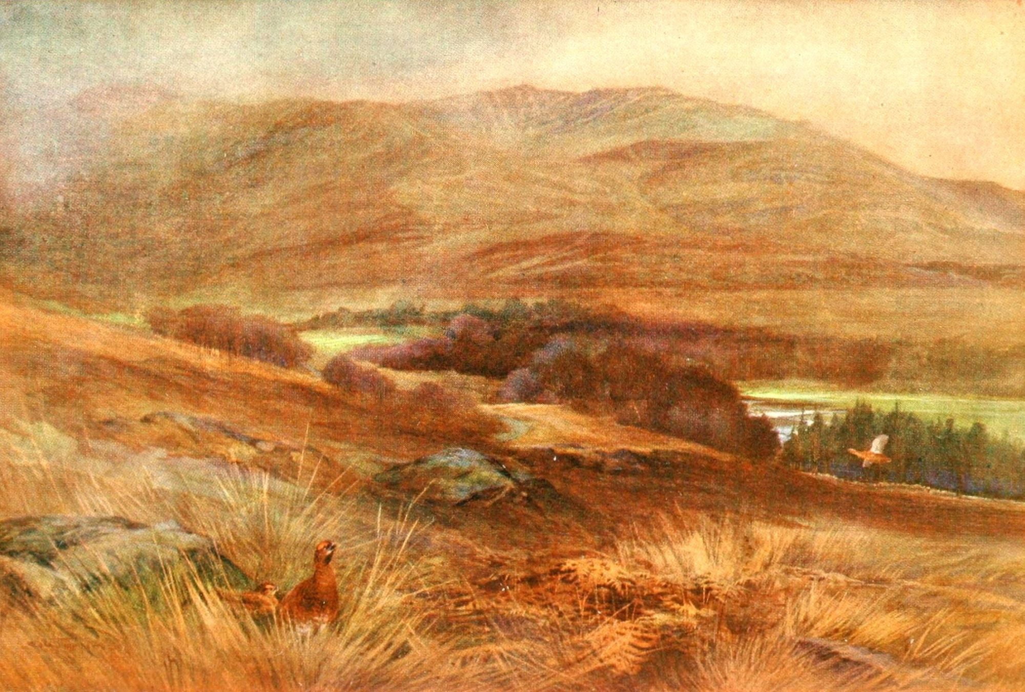 Grouse & Grouse Moors 1910 Warm slope that grouse love Canvas Art - Charles Whymper (24 x 36)