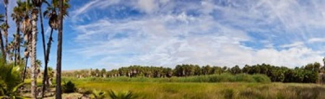 Grove of Mexican fan palm (Washingtonia robusta) trees near Las Palmas Beach Todos Santos Baja California Sur Mexico Canvas Art - Panoramic Images (15 x 5)