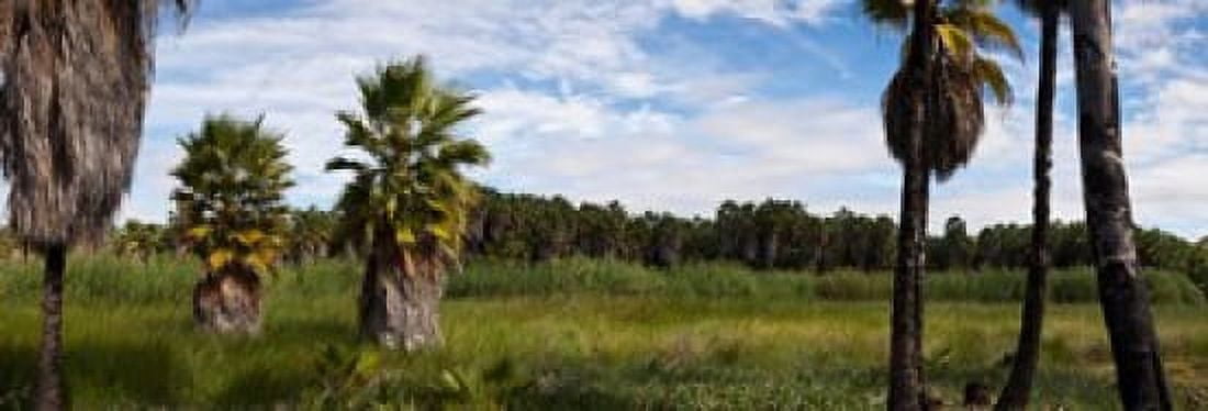 Grove of Mexican fan palm (Washingtonia robusta) trees near Las Palmas Beach Todos Santos Baja California Sur Mexico Canvas Art - Panoramic Images (18 x 6)