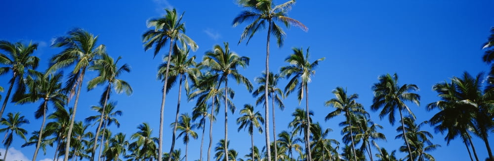 Grove Of Palm Trees Bright Blue Sky Panoramic Canvas Art - David Cornwell Design Pics (27 x 8)