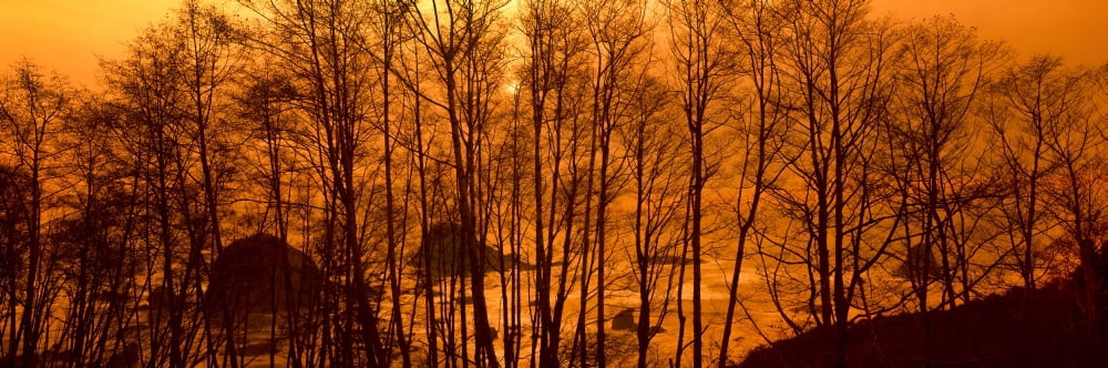 Grove of Alder trees in Humboldt County California USA Canvas Art - Panoramic Images (36 x 12)