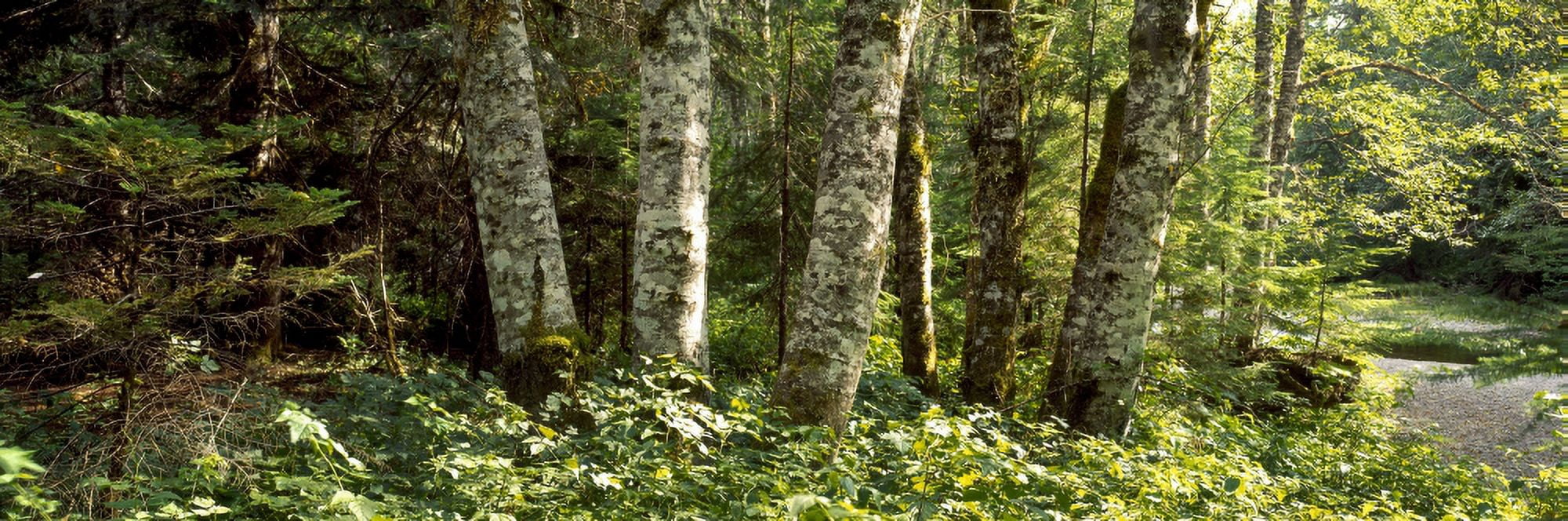 Grove of the Patriarchs Mt Rainier National Park Pierce County Washington State USA Canvas Art - Panoramic Images (27 x 9)