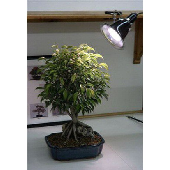 Grow Light Kit - 32 Watt Full Daylight Spectrum (fluorescent grow light 150 watt equivalent)