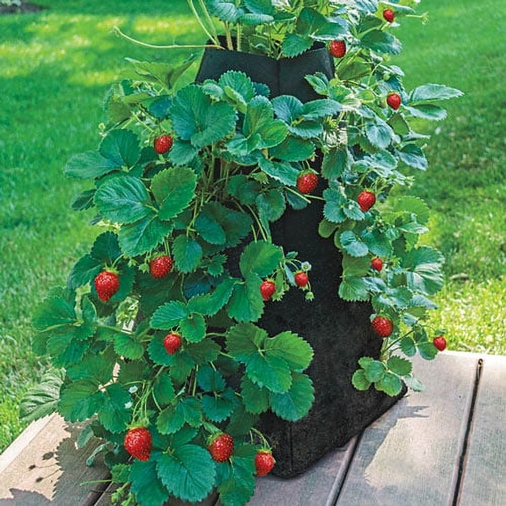 Fort Laramie Everbearing Strawberry 25 Bare Root Plants Hardiest