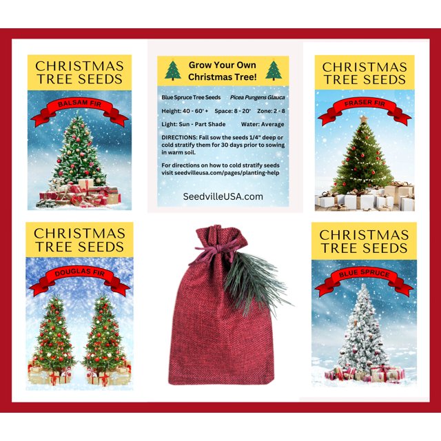 Grow Your Own CHRISTMAS TREE COLLECTION 4 Gift Packets of Tree Seeds