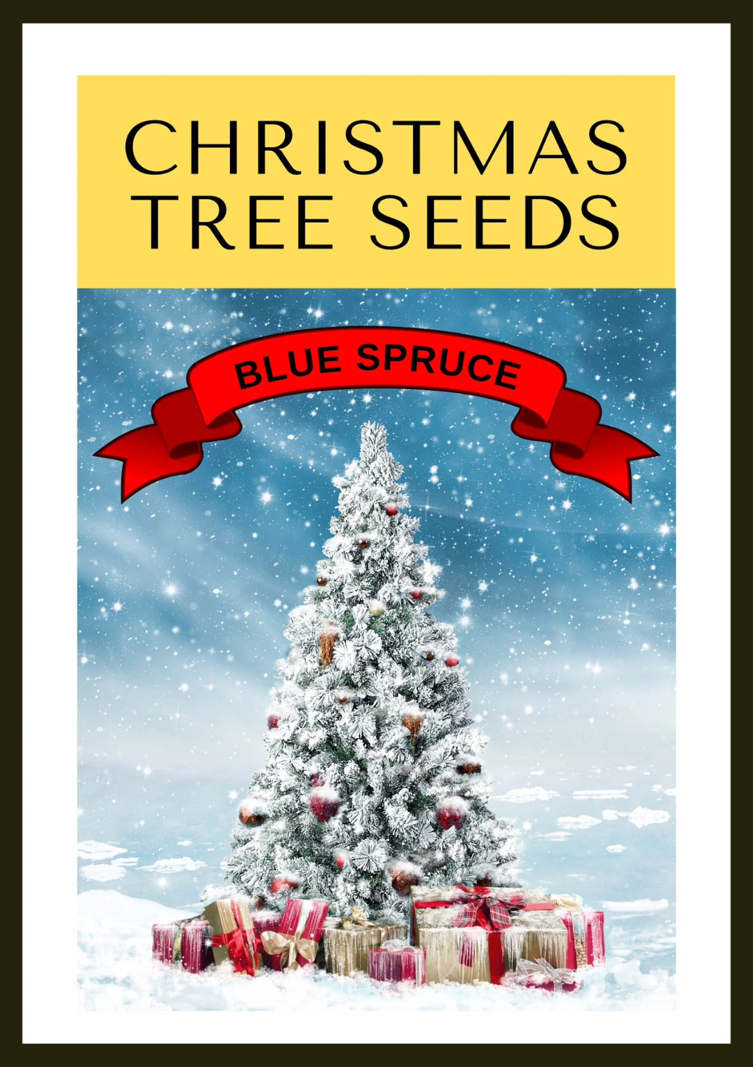 Grow Your Own CHRISTMAS TREE Colorado Blue Spruce ( Picea Pungens