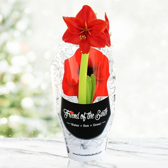 Grow Your Own Indoor Potted Amaryllis Flower Bulb | Red Lion Amaryllis Flower Bulb in a Gift Ready Container With Soil - Ships From Holland Bulb Farms