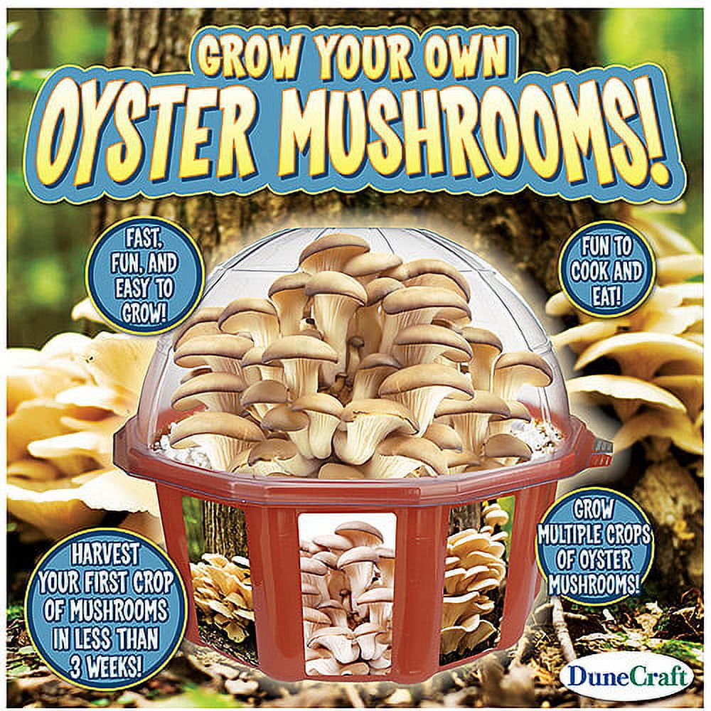 Grow Your Own Oyster Mushrooms!