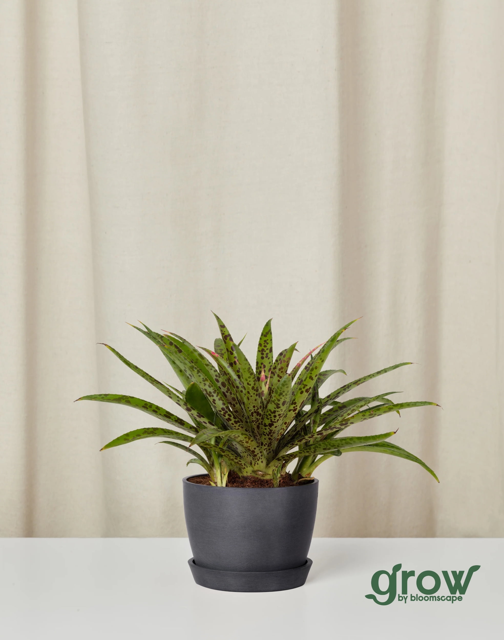 indoor live hanging plants Live Autumn Fern Basket – Compact Shade Plant for Home & Patio main image 0